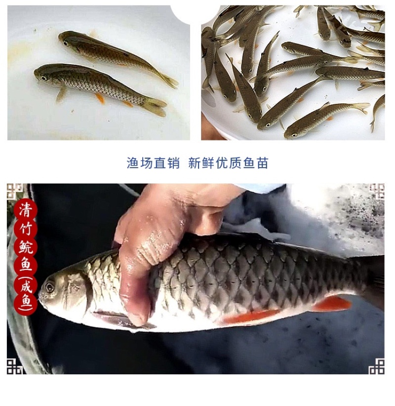 优质光倒刺鲃鱼苗青竹皖鱼苗河坚鱼苗军鱼苗坑坚光眼淡水鱼苗
