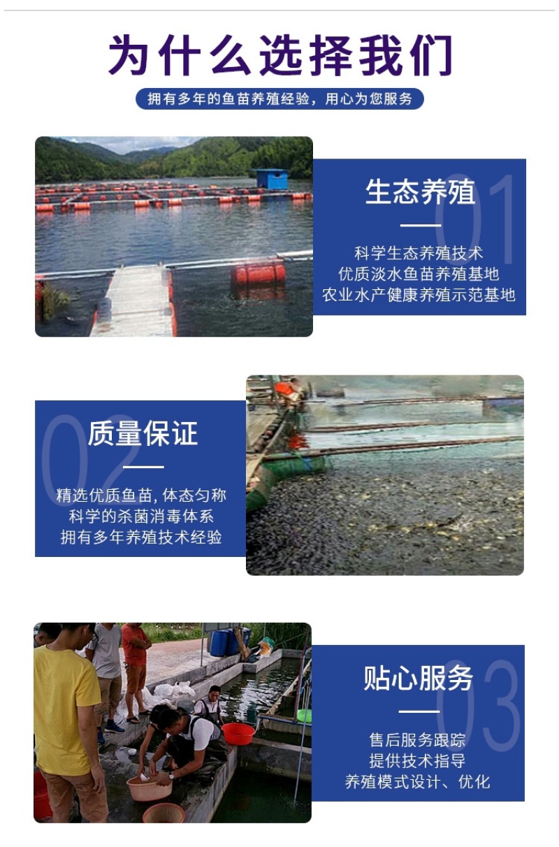 优质光倒刺鲃鱼苗青竹皖鱼苗河坚鱼苗军鱼苗坑坚光眼淡水鱼苗