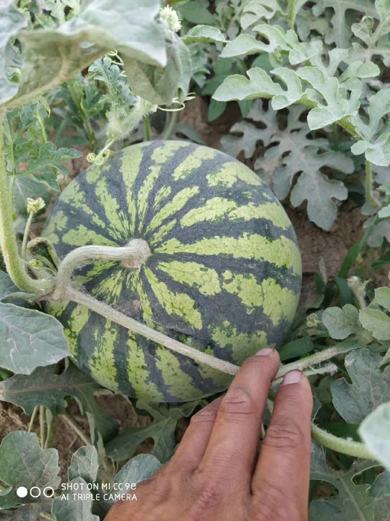 美都，麒麟，硒砂瓜西瓜大量上市产地直供