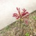 香椿芽四川打包处，提供场地辅料物流等看清楚不是卖香椿芽