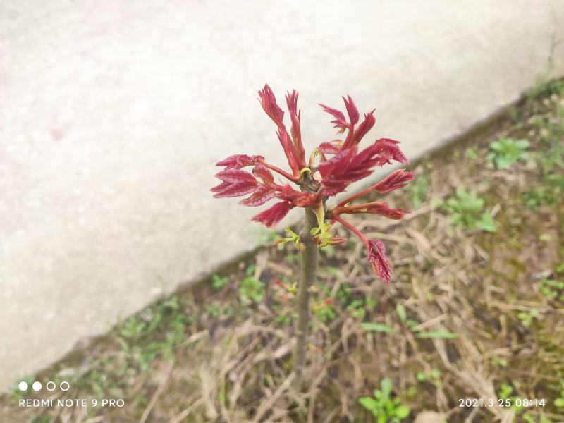 香椿芽四川打包处，提供场地辅料物流等看清楚不是卖香椿芽