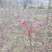 香椿芽四川打包处，提供场地辅料物流等看清楚不是卖香椿芽