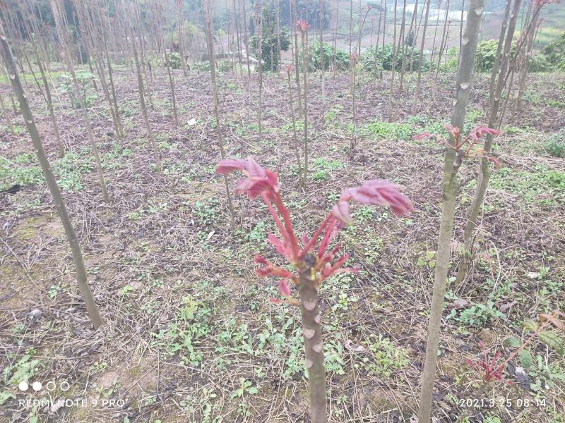 香椿芽四川打包处，提供场地辅料物流等看清楚不是卖香椿芽
