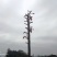 香椿芽四川打包处，提供场地辅料物流等看清楚不是卖香椿芽