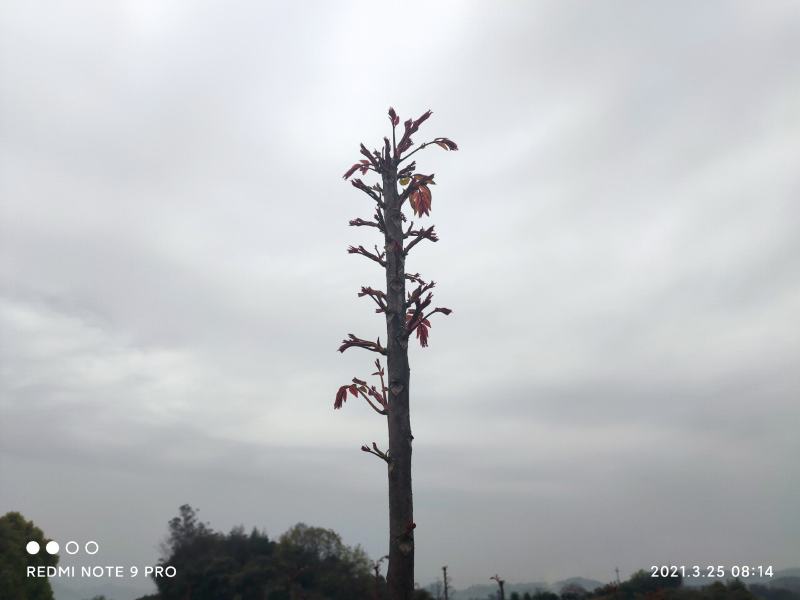 香椿芽四川打包处，提供场地辅料物流等看清楚不是卖香椿芽