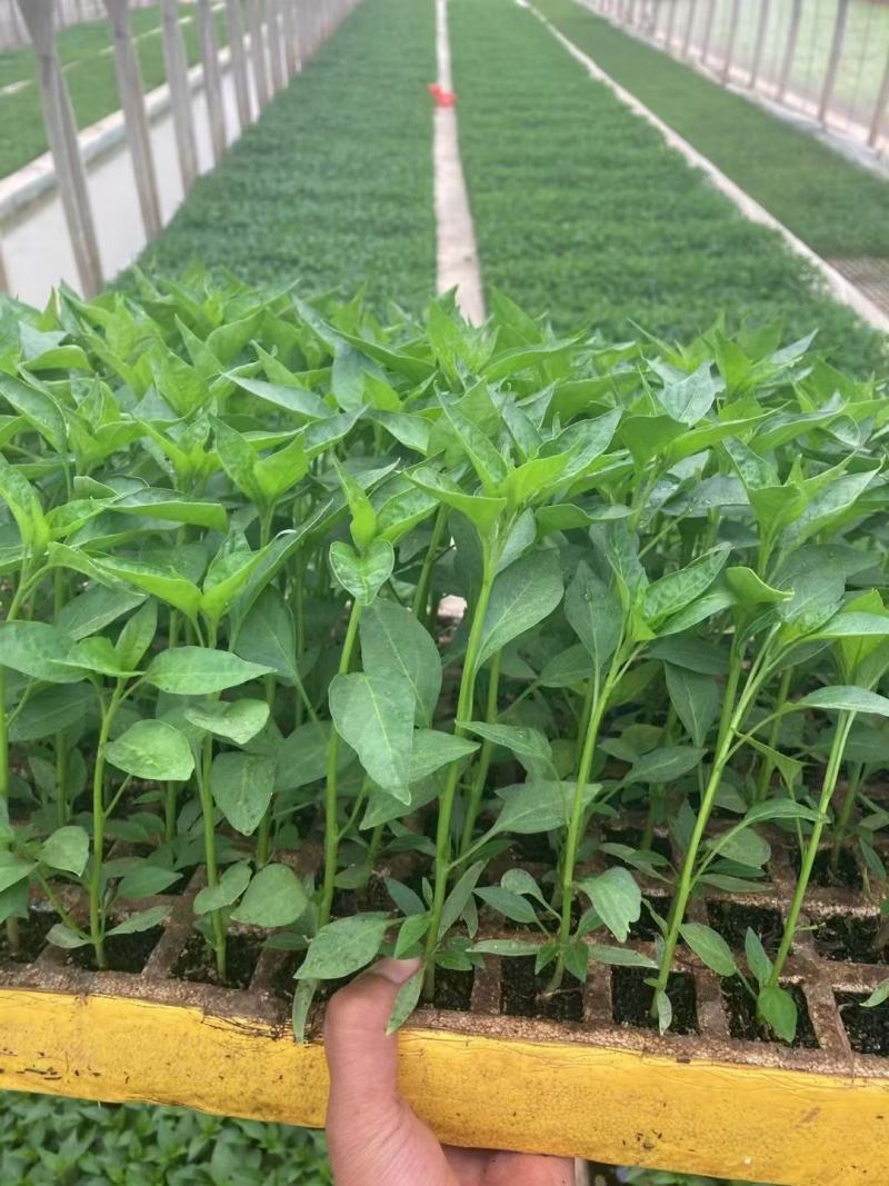 小米辣苗，线辣，油辣，专业育苗15年，根好，苗肥欢迎来电