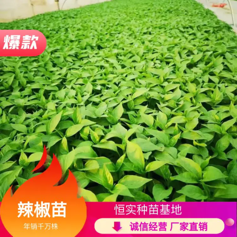 小米辣苗，线辣，油辣，专业育苗15年，根好，苗肥欢迎来电