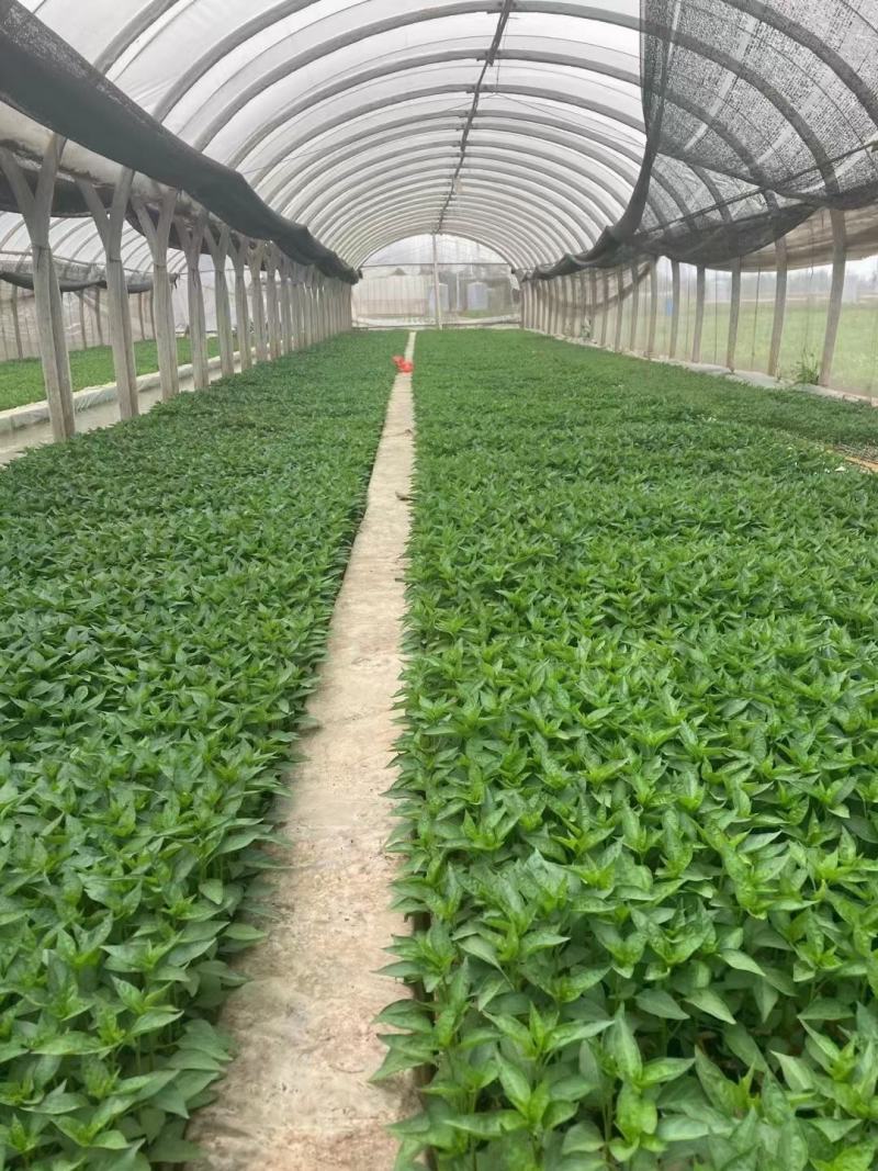 小米辣苗，线辣，油辣，专业育苗15年，根好，苗肥欢迎来电