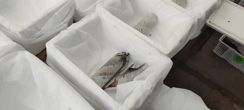 香椿芽四川打包处，提供场地辅料物流等看清楚不是卖香椿芽
