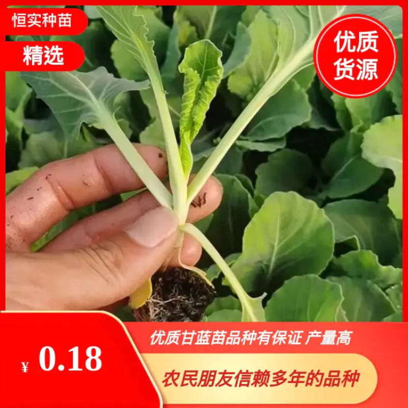 包菜，甘蓝苗，特级种子，量大从优，欢迎来电