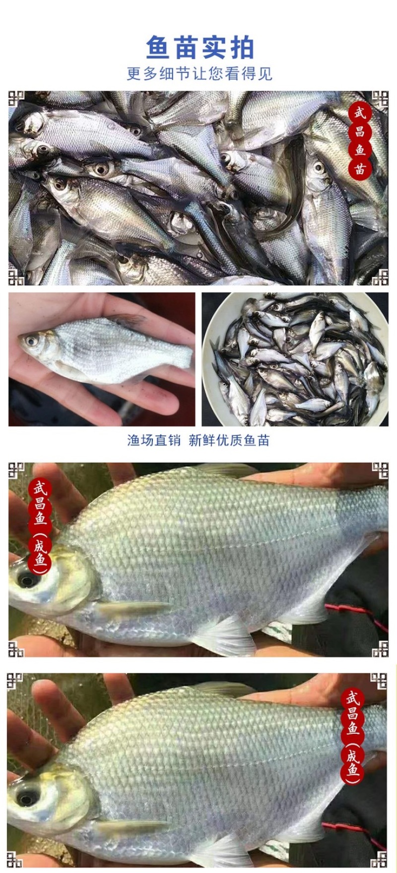 淡水武昌鱼苗鳊鱼苗三角鲂鱼团头鲂鱼三角边鱼沙边鱼养殖冷水