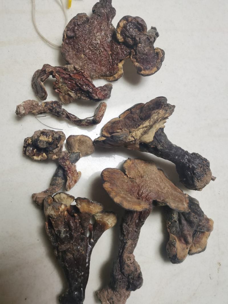 【优选】灵芝云南大理境内纯野生灵芝快递包邮欢迎采购
