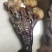 【优选】灵芝云南大理境内纯野生灵芝快递包邮欢迎采购