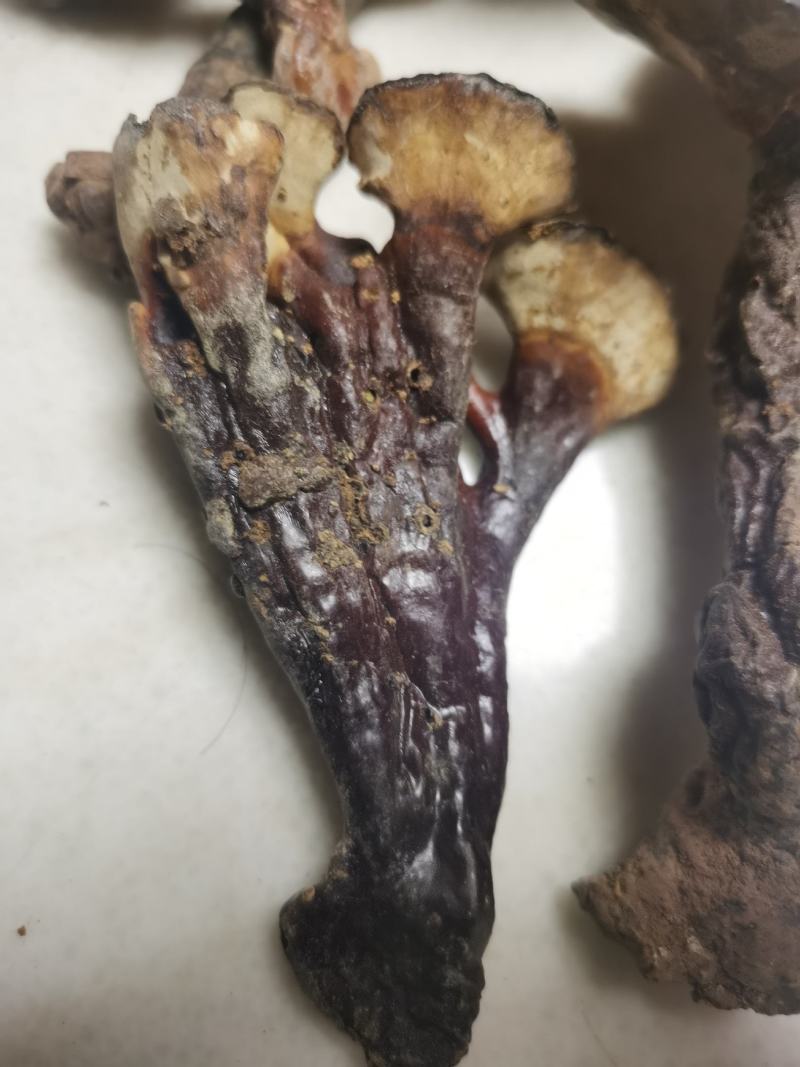 【优选】灵芝云南大理境内纯野生灵芝快递包邮欢迎采购