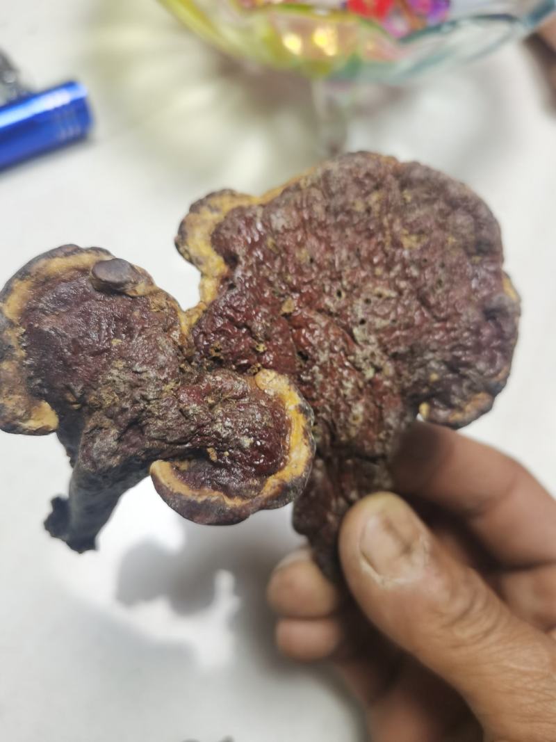 【优选】灵芝云南大理境内纯野生灵芝快递包邮欢迎采购