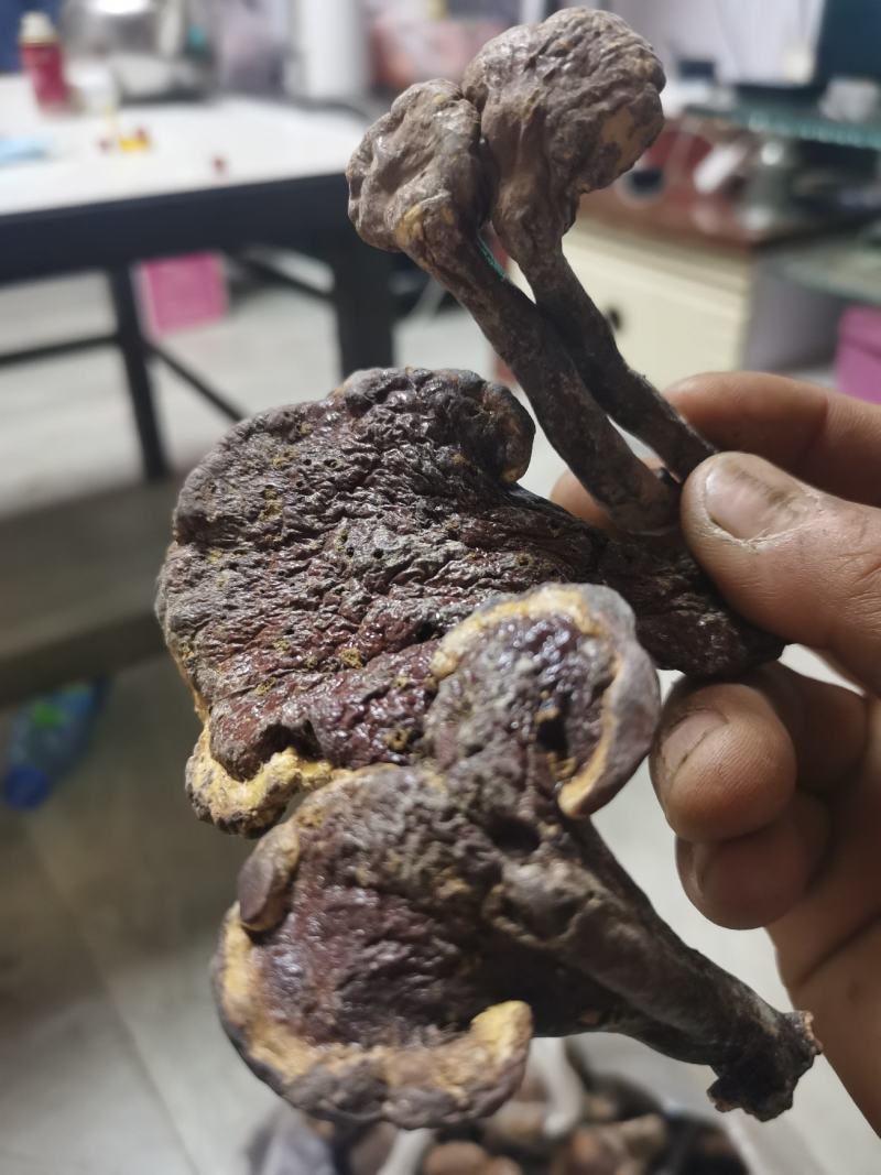 【优选】灵芝云南大理境内纯野生灵芝快递包邮欢迎采购