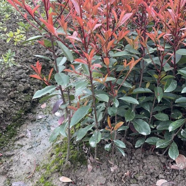 产地直发价格实惠量大从优