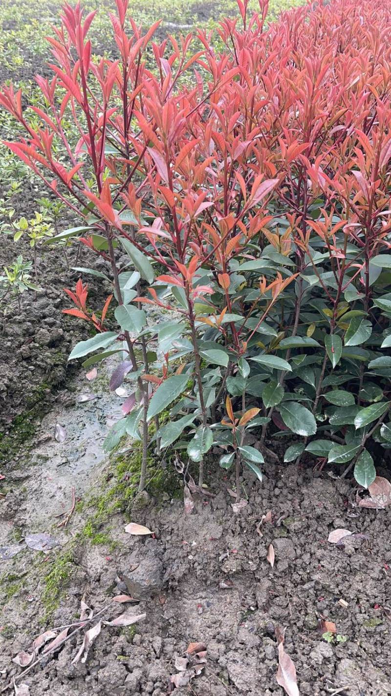 产地直发价格实惠量大从优