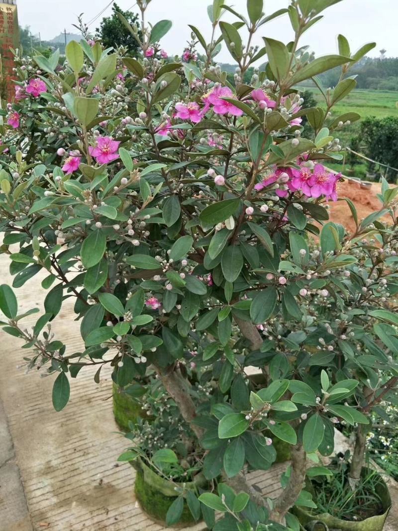 桃金娘树苗已经结花包了当年种植当年结果量大价格优惠