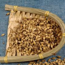 炒麦芽麦芽发芽率高炒熟的麦芽不满意可以退换货