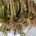 商洛红绿叶香椿芽15cm以下