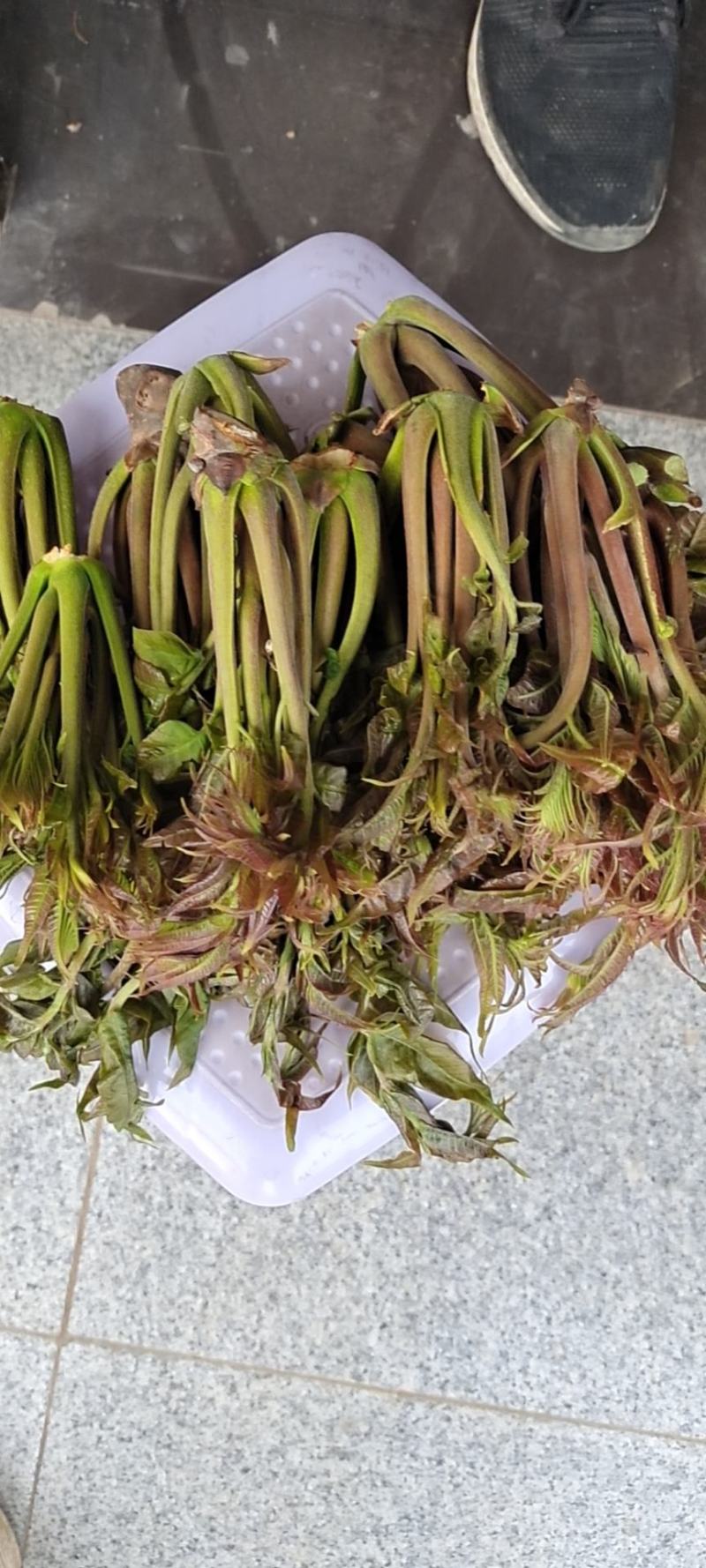 商洛红绿叶香椿芽15cm以下