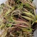 商洛红绿叶香椿芽15cm以下