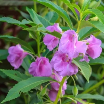 凤仙花种子指甲花子小桃红急性子花卉绿化可在线交易