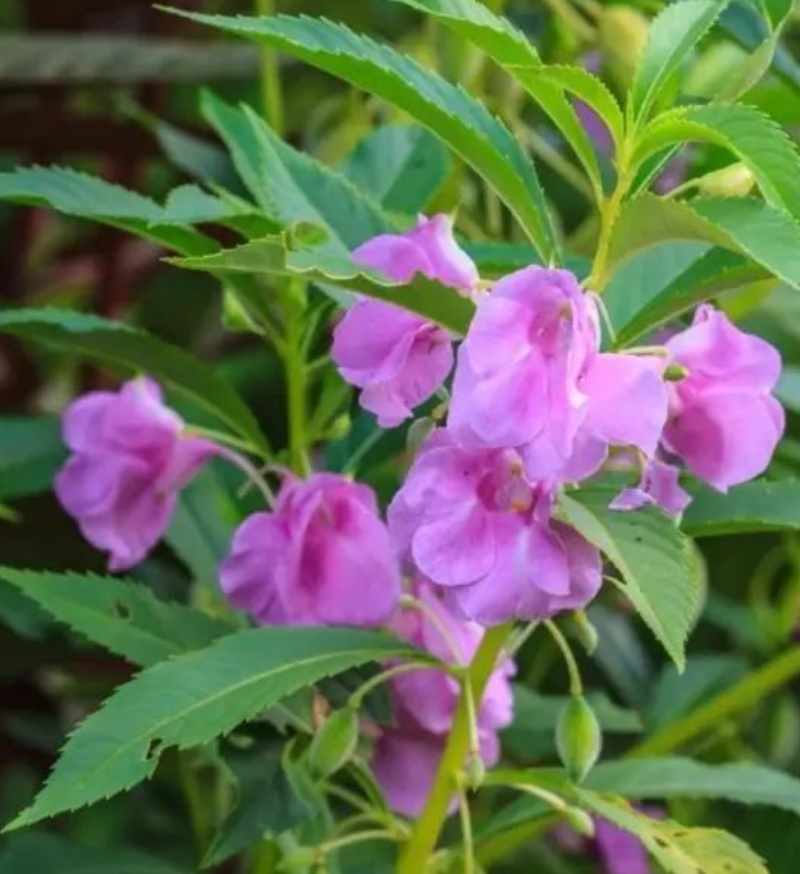 凤仙花种子指甲花子小桃红急性子花卉绿化可在线交易