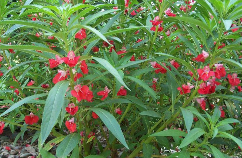 凤仙花种子指甲花子小桃红急性子花卉绿化可在线交易