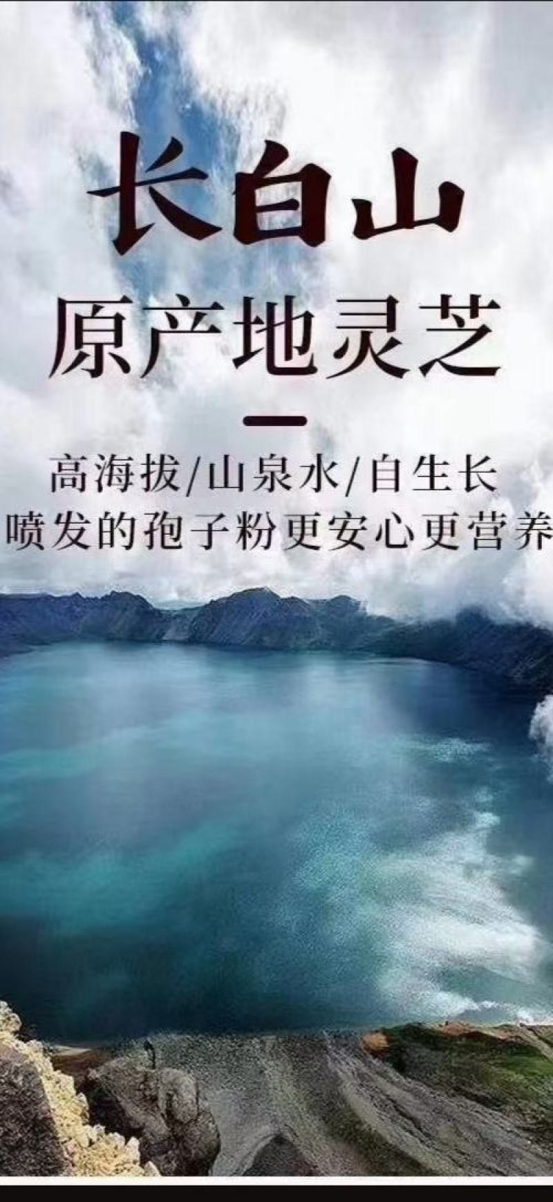 【热卖爆款】长白山灵芝孢子粉！250g诚招代理一件代发