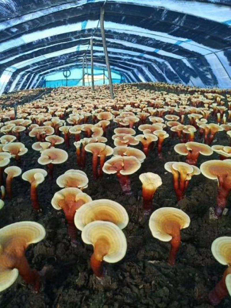 【热卖爆款】长白山灵芝孢子粉！250g诚招代理一件代发