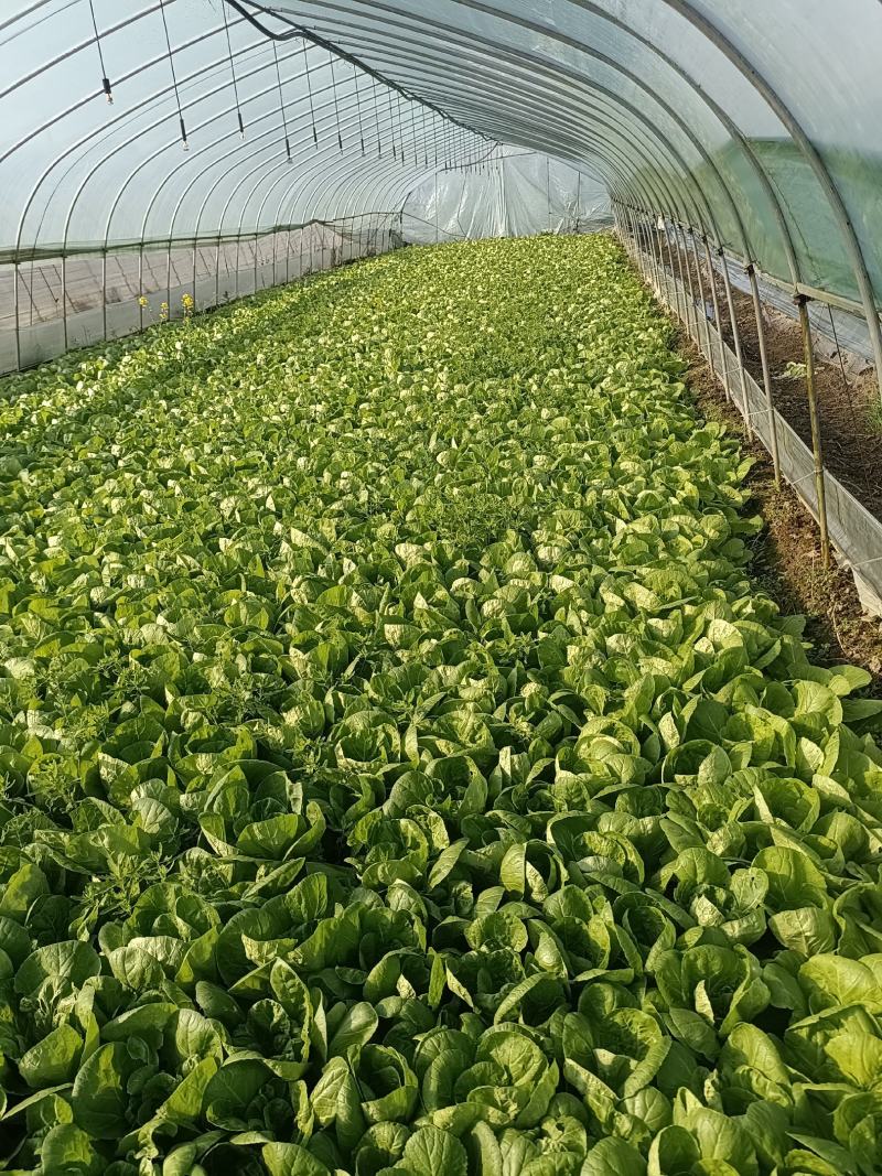 精品毛白菜大量有货各种规格量大从优欢迎选购