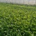 精品毛白菜大量有货各种规格量大从优欢迎选购