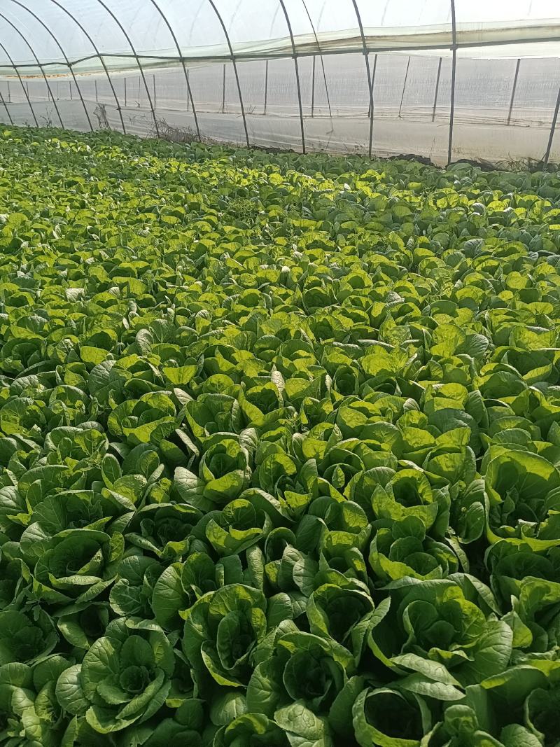 精品毛白菜大量有货各种规格量大从优欢迎选购