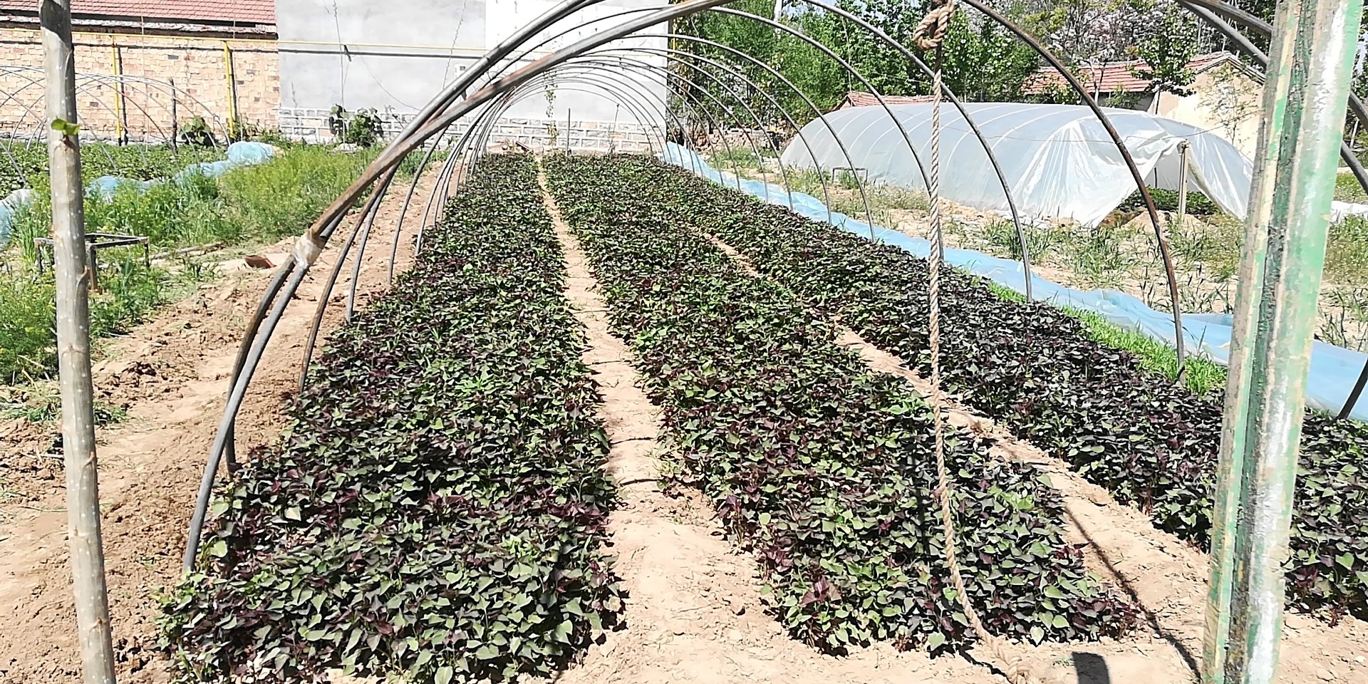 济薯25苗实地种植图