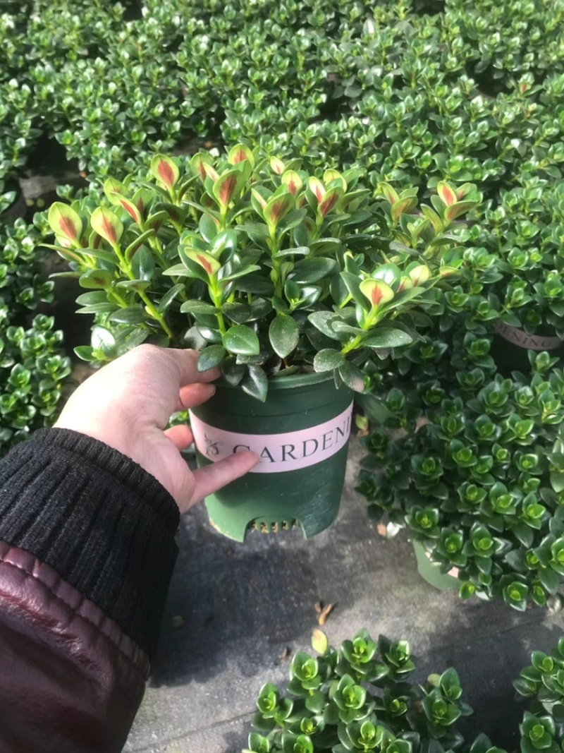金鱼草四季常绿多年生长草本植物观赏价值高
