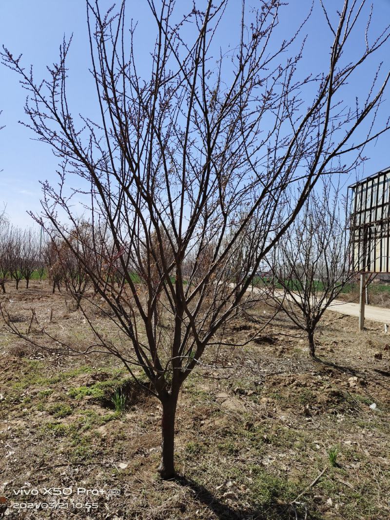 精品紫叶李，红叶李8—15公分，大量供应各种规格，