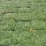 【基地货源】玉龙草日本矮麦冬庭院绿化工程地被草类园林用苗价低