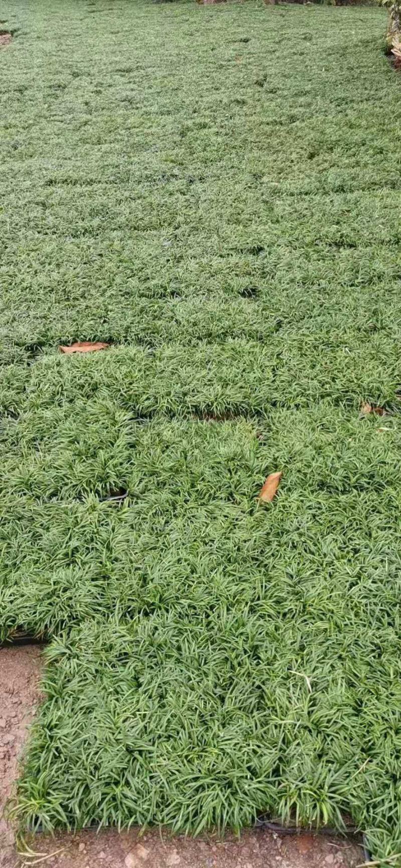 【基地货源】玉龙草日本矮麦冬庭院绿化工程地被草类园林用苗价低