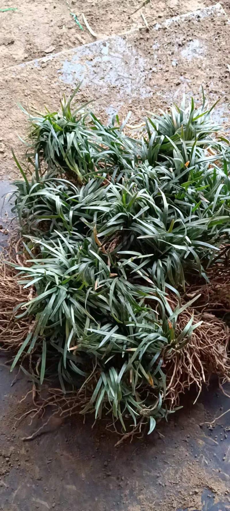 【基地货源】玉龙草日本矮麦冬庭院绿化工程地被草类园林用苗价低