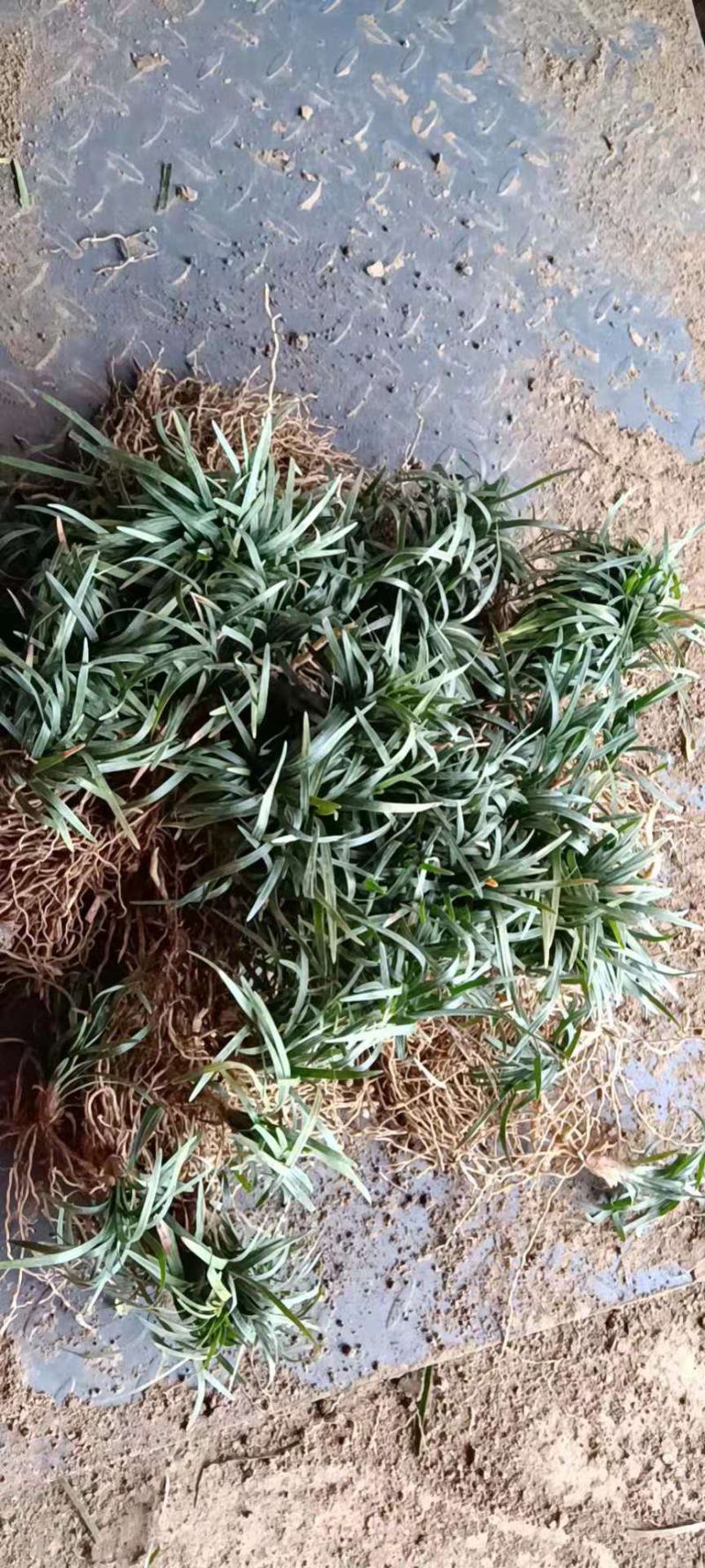 【基地货源】玉龙草日本矮麦冬庭院绿化工程地被草类园林用苗价低