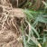 【基地货源】玉龙草日本矮麦冬庭院绿化工程地被草类园林用苗价低