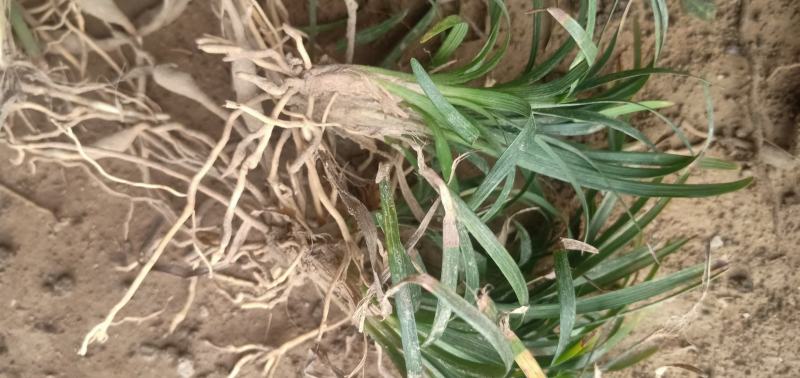 【基地货源】玉龙草日本矮麦冬庭院绿化工程地被草类园林用苗价低