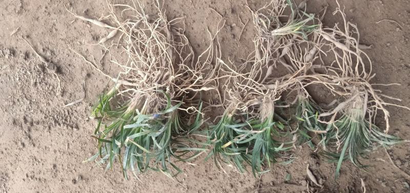 【基地货源】玉龙草日本矮麦冬庭院绿化工程地被草类园林用苗价低