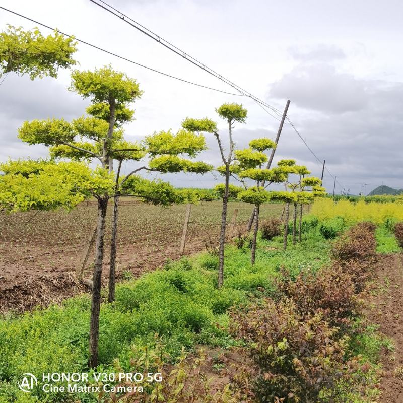 基地批发金叶榆造型树规格齐全造型优美