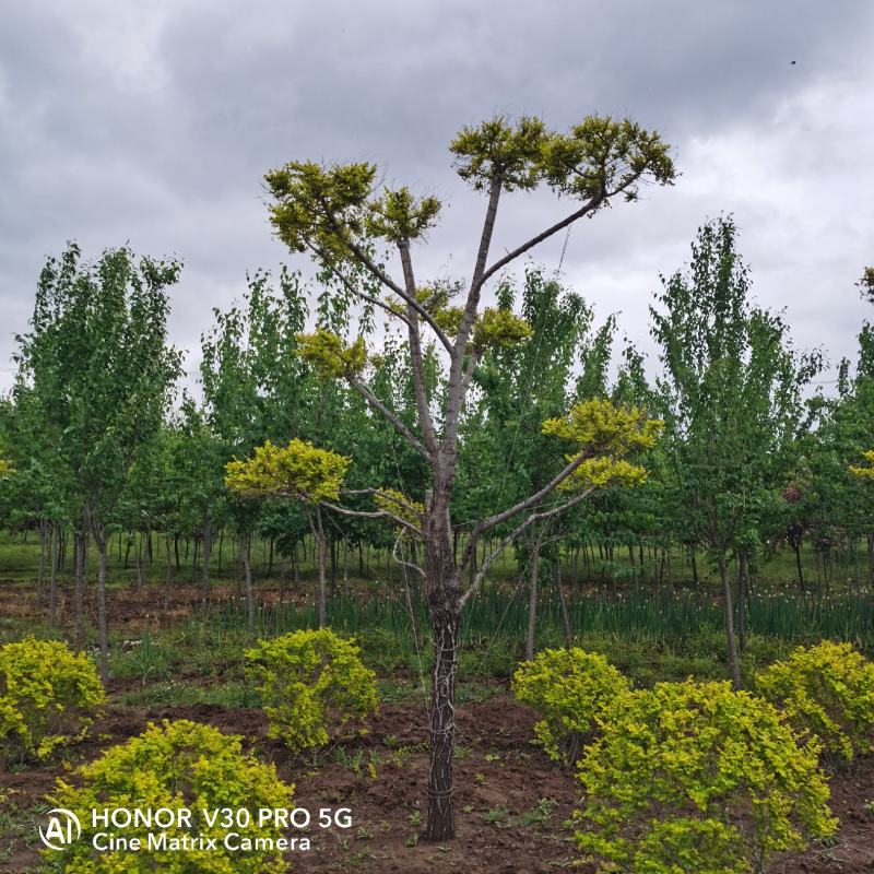 基地批发金叶榆造型树规格齐全造型优美