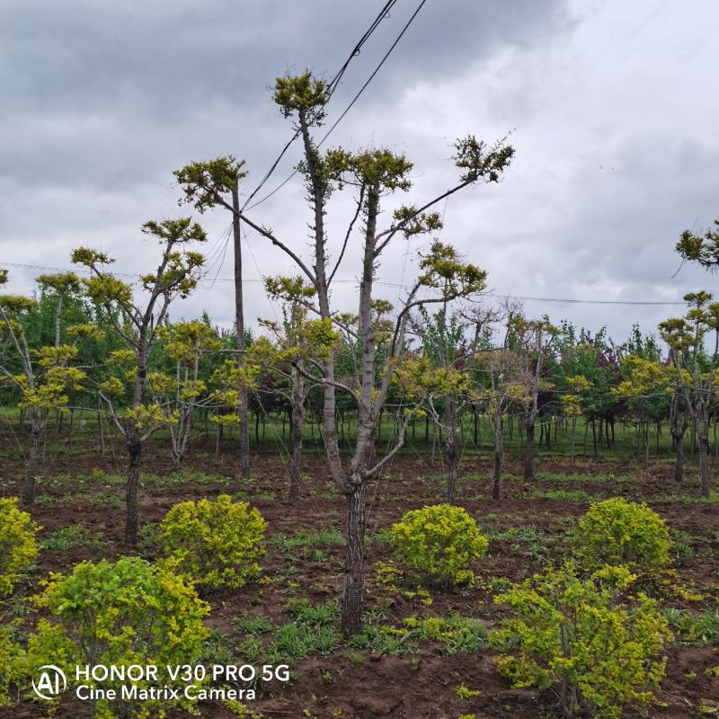 基地批发金叶榆造型树规格齐全造型优美