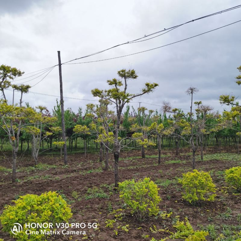 基地批发金叶榆造型树规格齐全造型优美