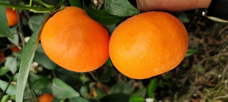 大量上市广西特产沃柑新鲜水果纯甜代办代收